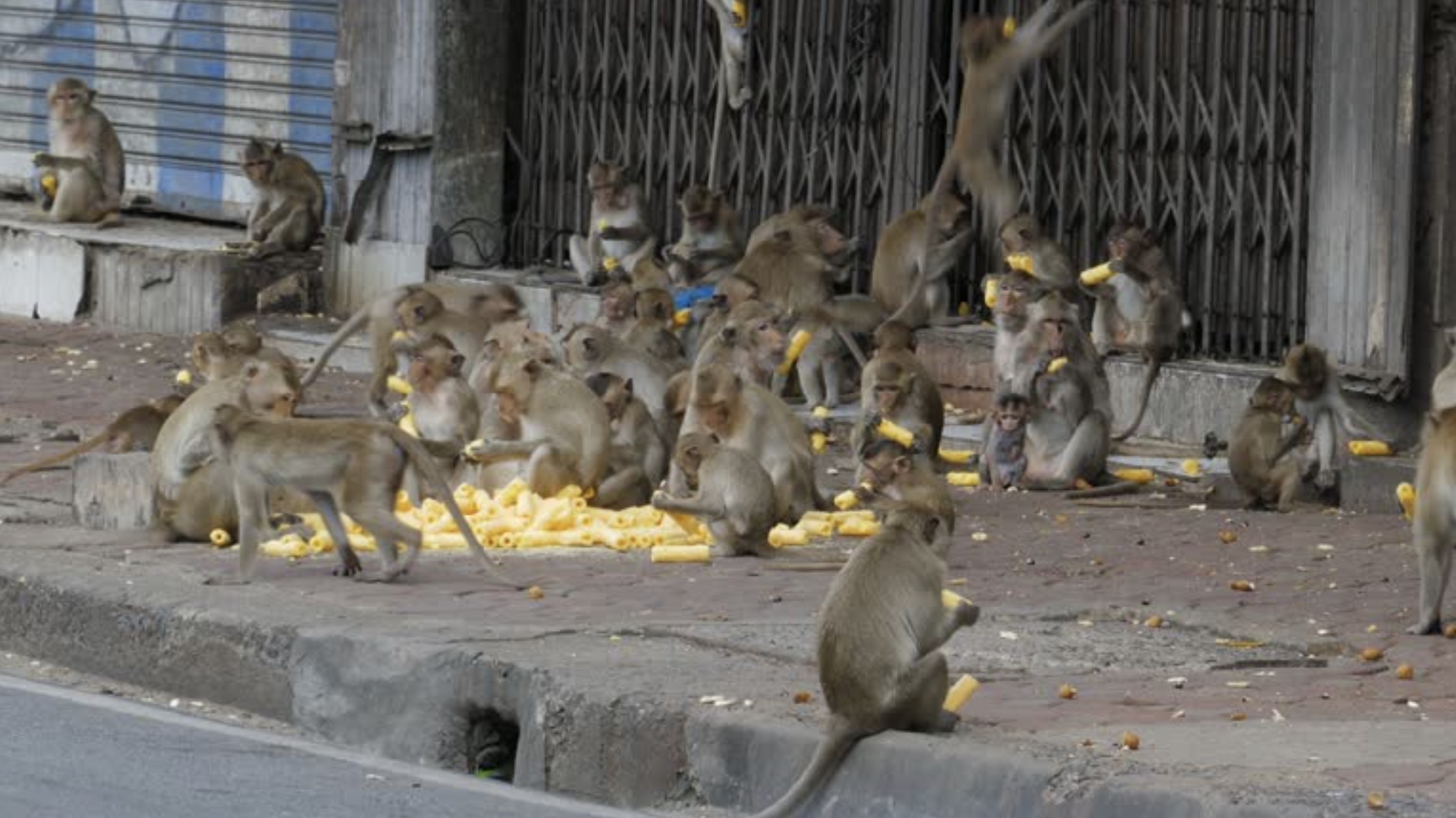 30 Pics Showing The Unstoppable Monkeyfication of Our Cities 